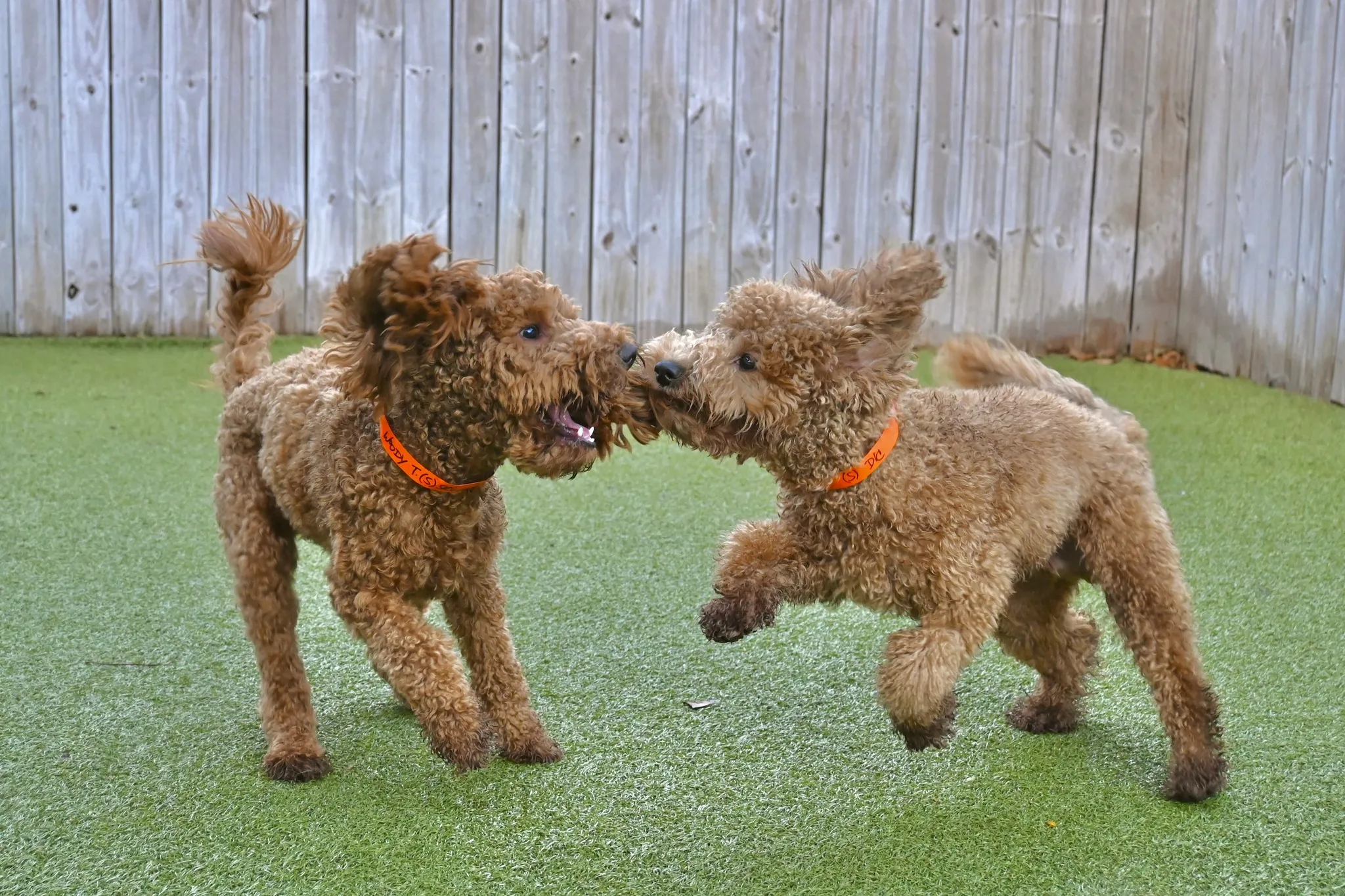 Doodles Play
