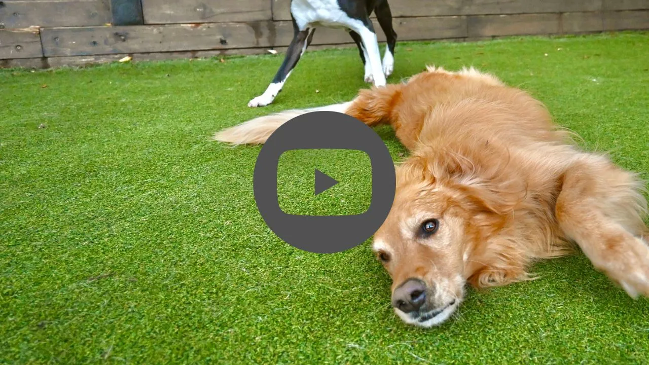 Wag Group Play