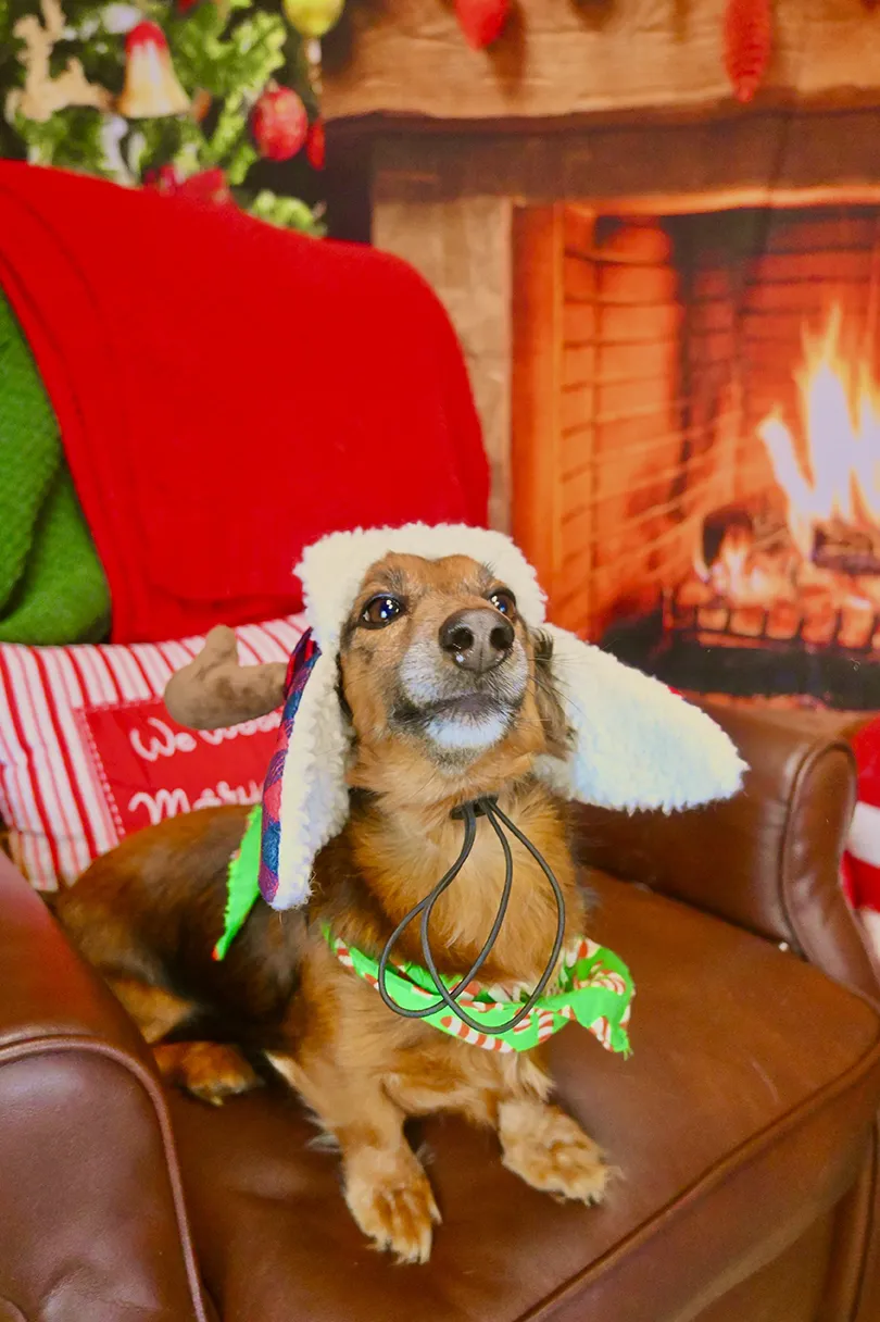 Christmas pup 2