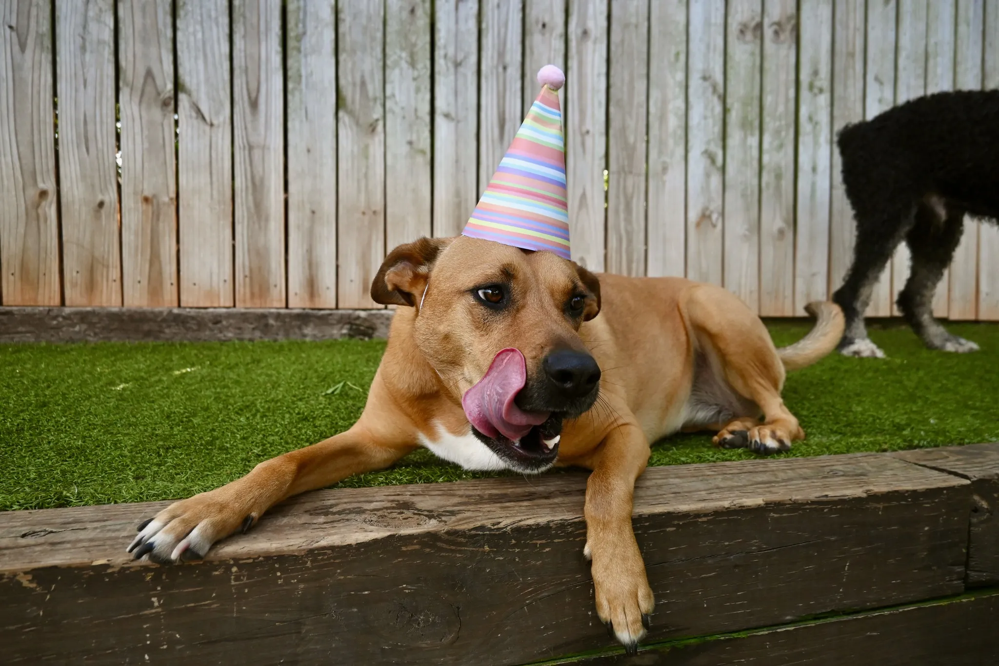 wag bday 1