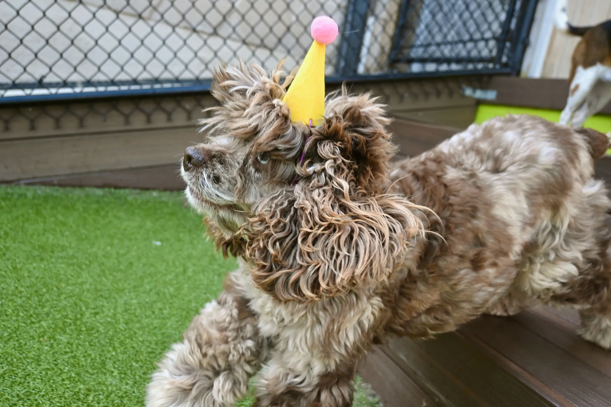 wag bday 2